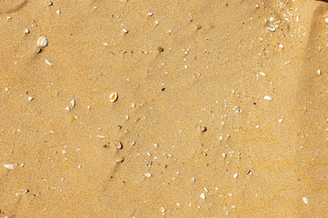 Muscheln im Sand