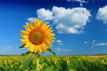Beautiful sunflower against blue sky - 285263195