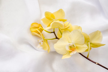 The branch of yellow orchids on white fabric background  © licvin