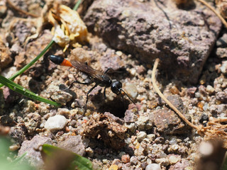 Gemeine Sandwespe, Ammophila sabulosa
