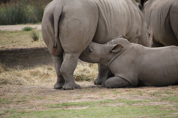 Naklejka premium maman rhino qui allaite