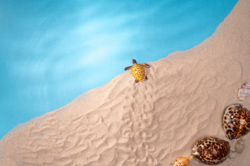 Natural sea shells, a safe enclosure for marine life. Travel and relaxation.