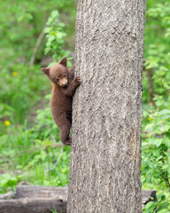 Black Bear cubs in Orr, Minnesota © Dennis Donohue