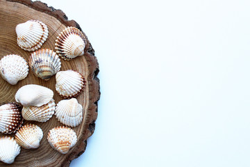 Seashells on round wooden board