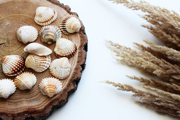 Seashells on round wooden board