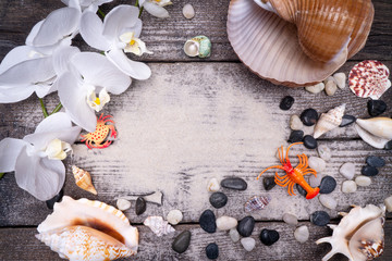 Fototapeta premium Natural sea shells, a safe enclosure for marine life. Travel and relaxation.