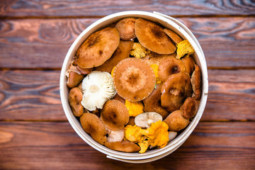 Bucket of honey agaric stands on a brown wooden background
