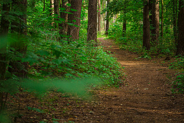 The path among the bushes in the pine forest.