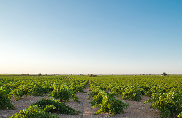 Fototapeta na wymiar Green vineyard in Castilla La Mancha, Spain