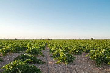 Fototapeta na wymiar Vineyard with drip irrigation system in La Mancha, Spain