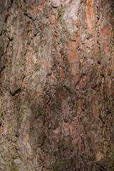 Pine bark. Close-up, shallow depth of field.
