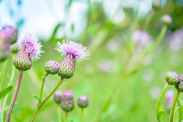 Wild flower Thistle or Marianum or Burdock - herbal plant used in medicine