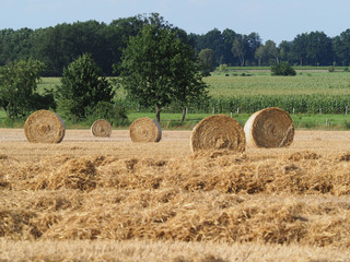 Weizen, Strohernte, grosse Rundballen auf dem Feld