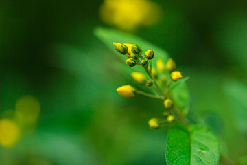 Delicate flower in the northern forest. Close-up, shallow depth of field and rich green background.