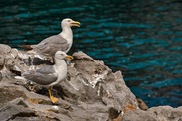 Seagulls on Rocks