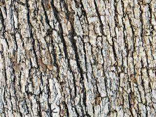 Old italian Olive tree detailed bark texture pattern