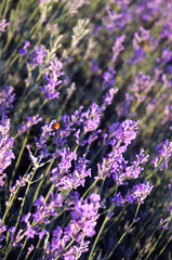 Insect ladybug on a plant of fragrant lavender.