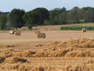 Weizen, Strohernte, grosse Rundballen auf dem Feld