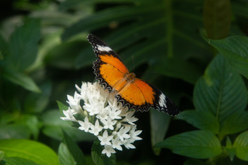 butterfly on flower