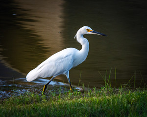 Snowy Egret by a pond!