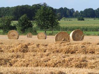 Weizen, Strohernte, grosse Rundballen auf dem Feld
