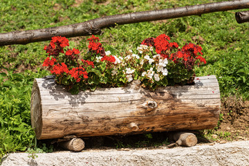 Red and white geraniums flowers in a tree trunk © Alberto Masnovo