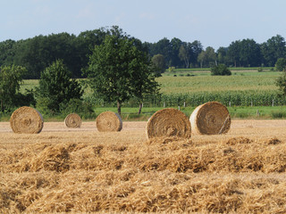 Weizen, Strohernte, grosse Rundballen auf dem Feld