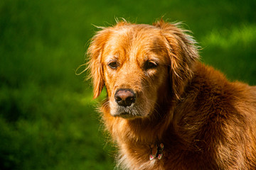 golden retriever portrait of a dog