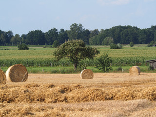 Weizen, Strohernte, grosse Rundballen auf dem Feld