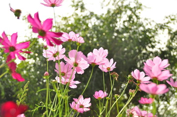 pink flowers in the garden