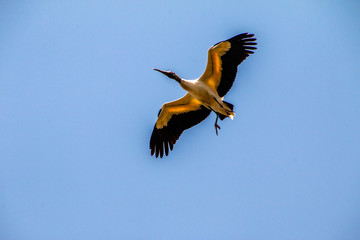 bird in flight