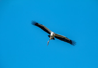 Wood Stork In Flight 
