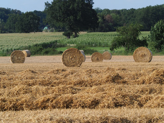 Weizen, Strohernte, grosse Rundballen auf dem Feld