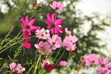 Obraz premium pink flowers in the garden