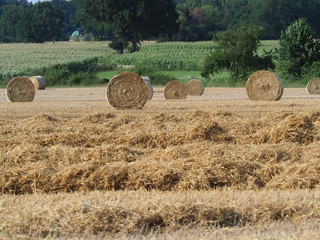 Strohernte, grosse Rundballen nach der Ernte auf dem Feld lagernd