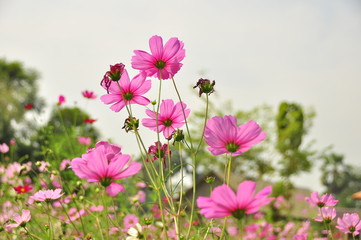 Cosmos red pink flowers in the garden