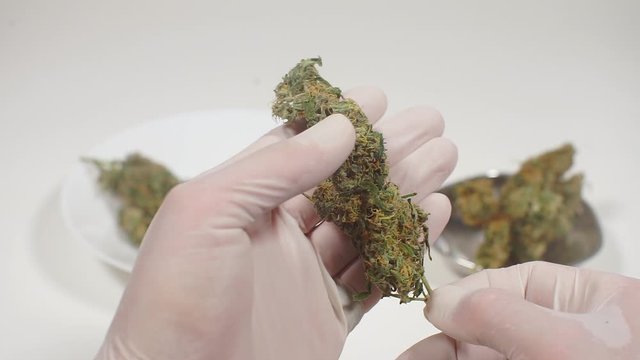 Marijuana buds, selection of marijuana varieties for oncology treatment