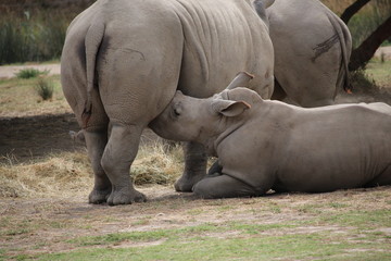 Obraz premium allaitement rhino