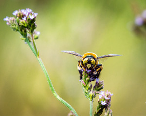 Southern Carpenter Bee hunting for pollen!