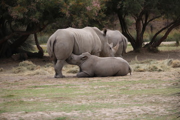 bébé rhino