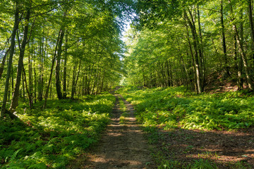 Obraz premium Pathway through the woods during the summer