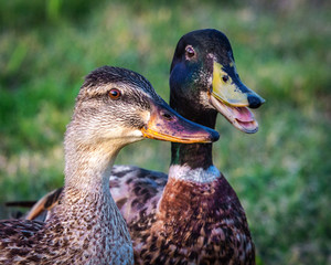 Two Mallard Ducks having a serious discussion!