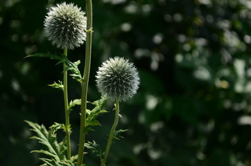 Echinops sphaerocephalus beautiful honey plant close up