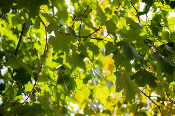 Green leaves on maple tree on sky background