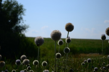 Echinops sphaerocephalus beautiful honey plant close up