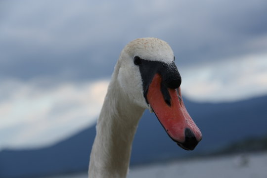 Schwarn, Kopf, 