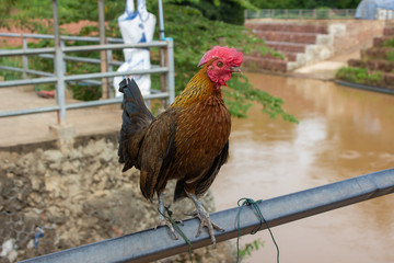 rooster and hen