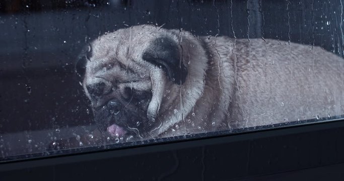 Alone, sad, pensive pug dog looking through the  window. Dark bad rainy weather.  Cute fun face. Loneliness, sadness concept.  Waiting for owner to come home. Doesn't want to go for a walk outside. 