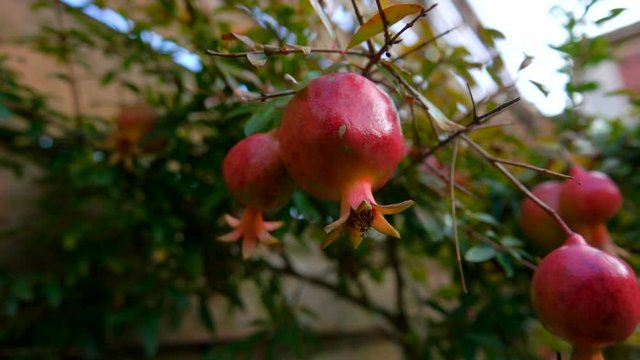 Small pomegranate fruits on the background of a wooden fence