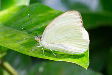 Great Southern White Butterfly (Ascia monuste) sitting on a green leaf
